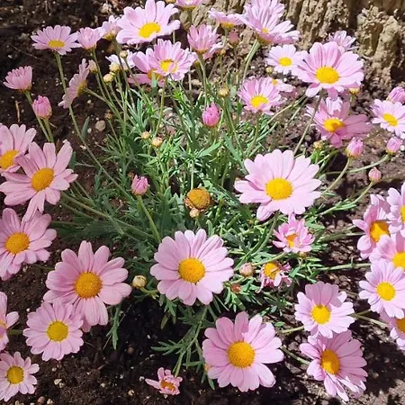 דירה Gerys House